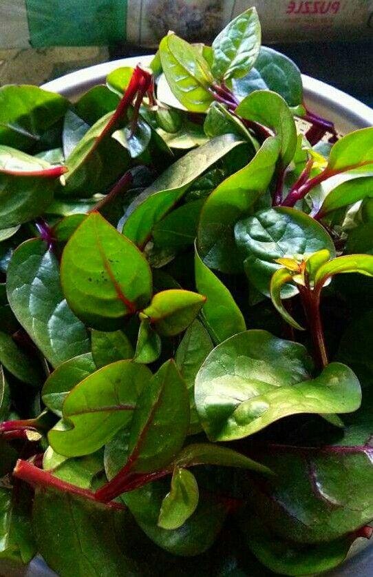 LEAFY VEGETABLE